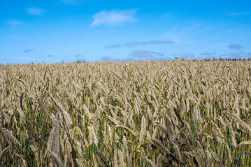wheat field and sky