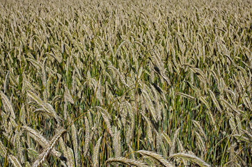 field of wheat