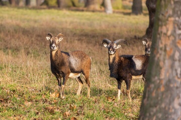 Sika deer - Cervus nippon, doe and mouflon in meadow and forest. Photo from wild nature