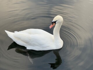 A White Swan on black still water with rings. London, UK.