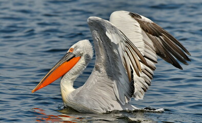 Dalmatian pelican - Pelecanus crispus
