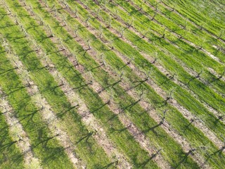 Rows of apple trees just starting to leaf out