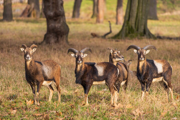 Sika deer - Cervus nippon, doe and mouflon in meadow and forest. Photo from wild nature