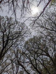 Looking up at the trees that are just starting to leaf out.
