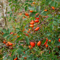 Wild red rosehip bushes close-up natural light