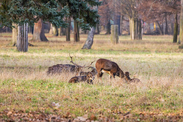 Sika deer - Cervus nippon, doe and mouflon in meadow and forest. Photo from wild nature