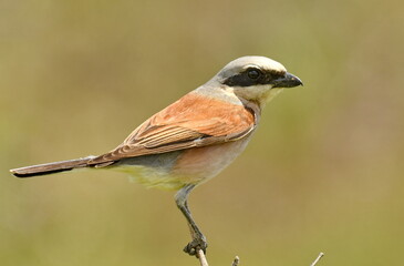 Red-backed Shrike (Lanius collurio) 