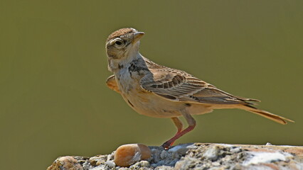 Calandra Lark - (Melanocorypha calandra)