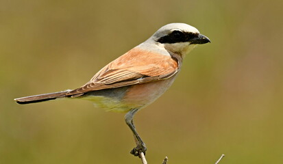 Red-backed Shrike (Lanius collurio) 