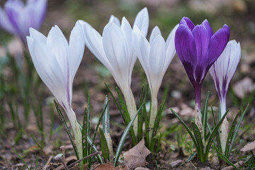 Close-up of beautifully blooming crocuses in a public park in Wiesbaden