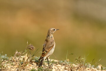 Isabelline Wheatear (Oenanthe isabellina) 