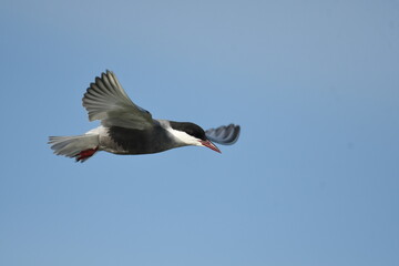 Whiskered Tern (Chlidonias hybrida) 