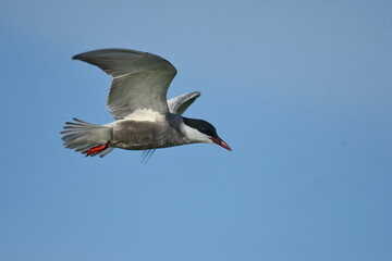 Whiskered Tern (Chlidonias hybrida) 