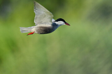 Whiskered Tern (Chlidonias hybrida) 