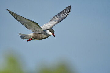 Whiskered Tern (Chlidonias hybrida) 