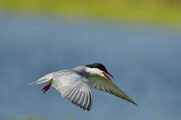 Whiskered Tern (Chlidonias hybrida) 