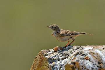 Calandra Lark - (Melanocorypha calandra)