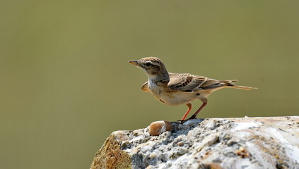 Calandra Lark - (Melanocorypha calandra)