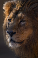 Indian lion detail only on the head.
