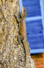 Calango, a popular lizard in the Amazon, hanging from a hotel tree, located in a municipality in the state of Espírito Santo, Brazil.