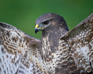 Common buzzard (Buteo buteo)