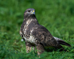 Common buzzard (Buteo buteo)