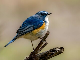 Naklejka premium 森の中で枯れ木に留まって周りを見渡しているルリビタキの雄