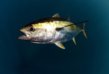 Yellowfin Tuna swimming in ocean