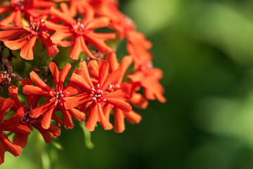 close-up of the petals of the fiery lichnis flowers on a green background