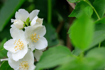 A white flower with yellow centers is surrounded by green leaves