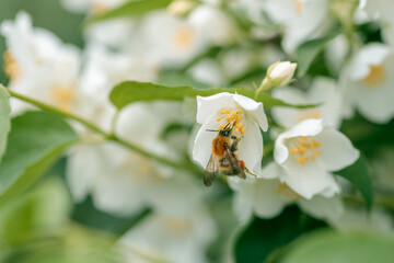 a bee on an apple tree flower