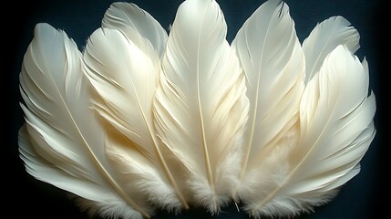 Naklejka premium Elegant Cream Colored Feathers Arranged Artfully