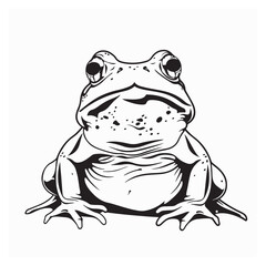 Frog Front View Stock Vectors and Vector Art on white background.