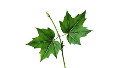 Close up of two vibrant green plane tree leaves with clearly visible veins attached to a slender stem with a bud and small branches against a stark black background