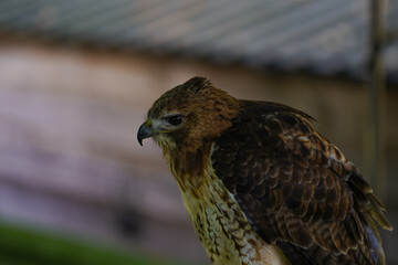 Close-up of a Red-tailed hawk