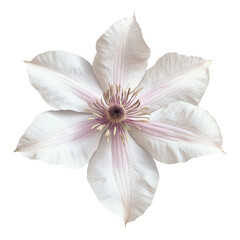 Obraz premium Pale Clematis flower, close-up view, botanical study, isolated background, floral design