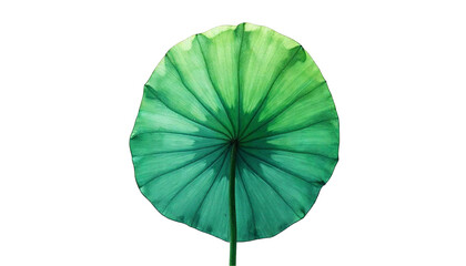 Backlit Lotus Leaf Close Up Green Nature Pattern Texture