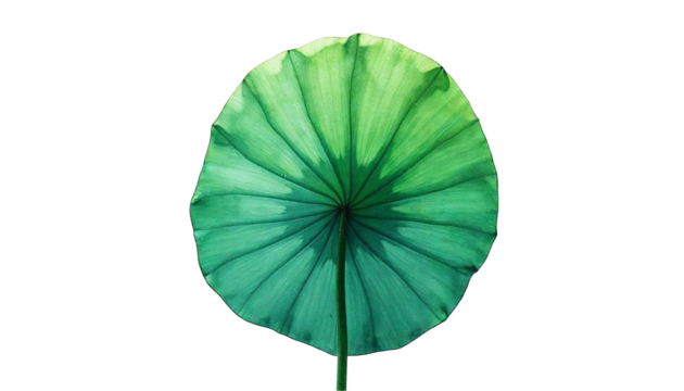 Backlit Lotus Leaf Close Up Green Nature Pattern Texture