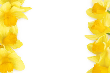 Daffodil flower or narcissus isolated on white background. Top view with copy space for your text. Flat lay