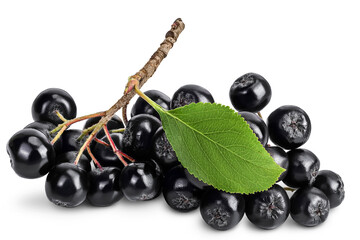Chokeberry with leaf isolated on white background. Black aronia.