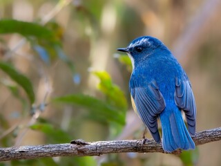 森の中で枯れ木に留まって周りを見渡しているルリビタキの雄