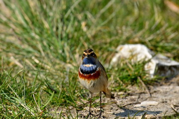 Bluethroat  - (Luscinia svecica) 