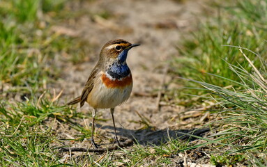 Bluethroat  - (Luscinia svecica) 