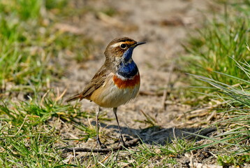 Bluethroat  - (Luscinia svecica) 