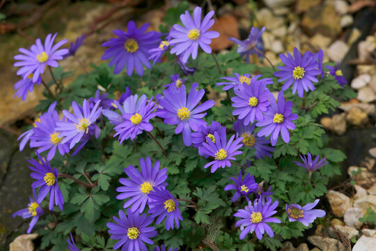 Blaue Zwergastern, Gartenpflanze mit Bl&uuml;ten 