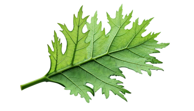 Detailed close-up of a vibrant green leaf with serrated edges and intricate vein patterns on a stark black backdrop botanical photo