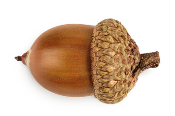 Brown acorn oak nut isolated on white background. Top view. Flat lay