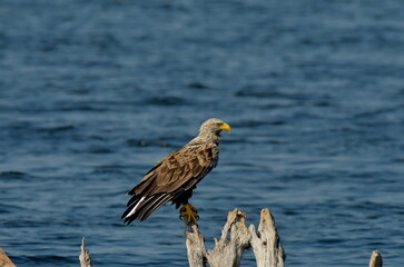 White tailed eagle (Haliaeetus albicilla) 
