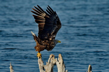 White tailed eagle (Haliaeetus albicilla) 