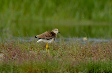 white tailed lapwing - Vanellus chettusia